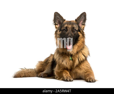 Deutscher Schäferhund liegend vor weißem Hintergrund Stockfoto