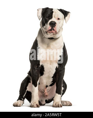 American Bulldog sitzen vor weißem Hintergrund Stockfoto