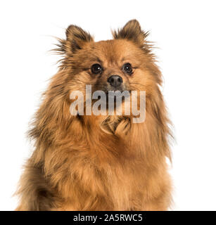 Pomeranian vor weißem Hintergrund Stockfoto