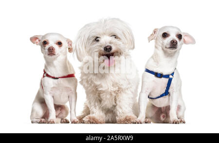 Chihuahua hunde und maltesische vor weißem Hintergrund sitzen Stockfoto