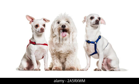 Chihuahua hunde und maltesische vor weißem Hintergrund sitzen Stockfoto