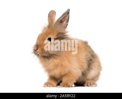 Junge Lionhead Kaninchen, vier Monate alten sitzen vor weißem Hintergrund Stockfoto