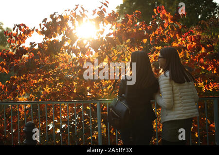 Herbstliche Farben auf dem Display im St James's Park, London. Stockfoto