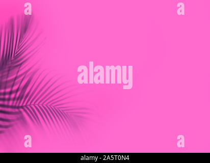 Die Blätter der Palme auf rosa Hintergrund. Tropische und Coconut leaf. Stockfoto