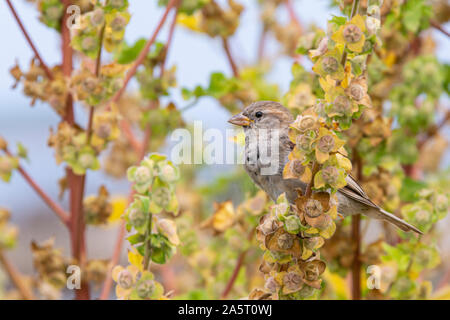 Ein Haussperling (Passer domesticus) das Hocken auf dem Stamm eines Baumes Mallow (Lavatera arborea) Stockfoto