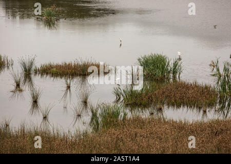 Reiher und Schilf in Marsh. Deleware USA Stockfoto