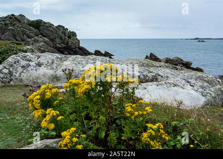 Common ragwort (Maculata vulgaris) auf dem Küstenweg um die hl. Agnes, die Scilly-inseln Stockfoto