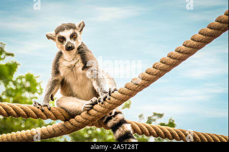 Ring tailed Lemur sitzt auf dicken Seil gegen blauen Himmel. Stockfoto