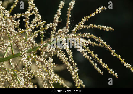 Saatgut Köpfe/Beeren bilden auf Cordyline australis im Oktober in Devon, England, Großbritannien Stockfoto