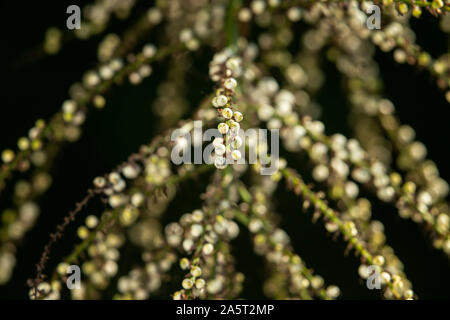 Saatgut Köpfe/Beeren bilden auf Cordyline australis im Oktober in Devon, England, Großbritannien Stockfoto