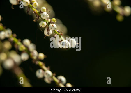 Saatgut Köpfe/Beeren bilden auf Cordyline australis im Oktober in Devon, England, Großbritannien Stockfoto