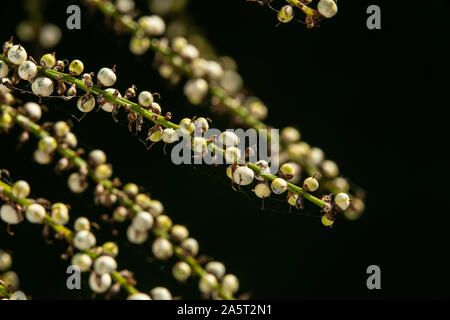 Saatgut Köpfe/Beeren bilden auf Cordyline australis im Oktober in Devon, England, Großbritannien Stockfoto