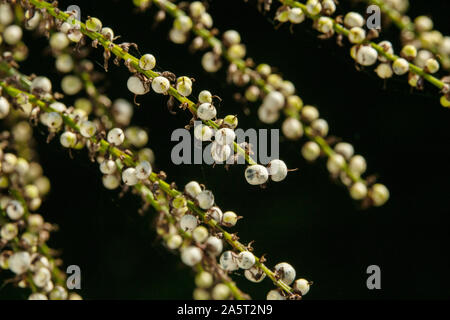 Saatgut Köpfe/Beeren bilden auf Cordyline australis im Oktober in Devon, England, Großbritannien Stockfoto