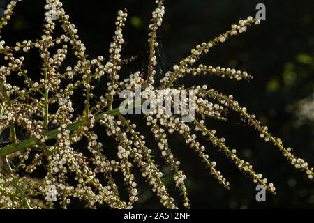 Saatgut Köpfe/Beeren bilden auf Cordyline australis im Oktober in Devon, England, Großbritannien Stockfoto