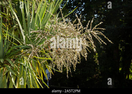 Saatgut Köpfe/Beeren bilden auf Cordyline australis im Oktober in Devon, England, Großbritannien Stockfoto