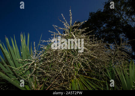 Saatgut Köpfe/Beeren bilden auf Cordyline australis im Oktober in Devon, England, Großbritannien Stockfoto