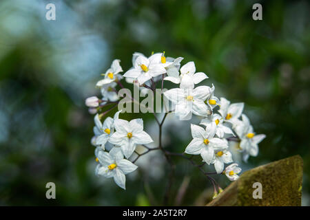 White Jasmine Blumen wachsen auf einen Garten arch. Jasminum officinale Stockfoto