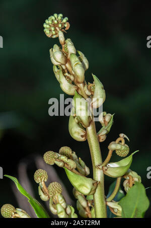 Flowe Köpfe/Samenköpfe bilden auf fatsia japonica in Devon Garten. Stockfoto