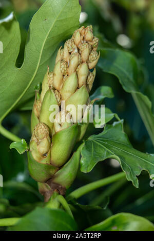 Flowe Köpfe/Samenköpfe bilden auf fatsia japonica in Devon Garten. Stockfoto