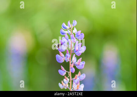 Hummel auf den Blumen von Muscari. Muscari Armeniacum. Traubenhyazinthen. Frühling Blumen. Muscari armeniacum Pflanze mit blauen Blüten Stockfoto