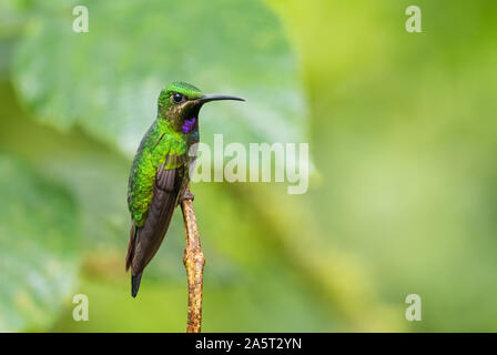 Black-throated Brillant - Heliodoxa schreibersii, schöne Seltene shining Hummingbird von Andinen Pisten von Südamerika, wilde Sumaco, Ecuador. Stockfoto