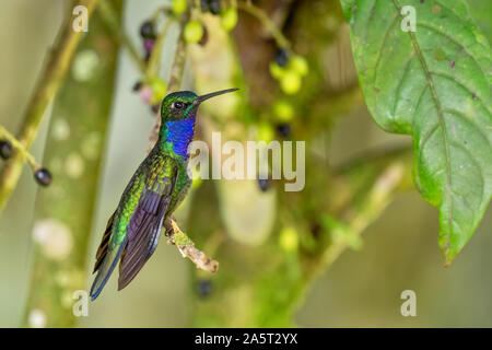 Black-throated Brillant - Heliodoxa schreibersii, schöne Seltene shining Hummingbird von Andinen Pisten von Südamerika, wilde Sumaco, Ecuador. Stockfoto