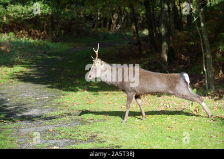 Sika deer Nähe zu England Stockfoto