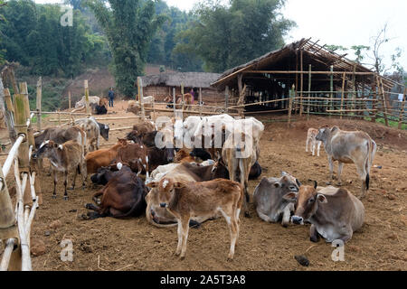 Kuhherde, kleine autark in den Khasi Hills, Meghalaya State, Indien Stockfoto