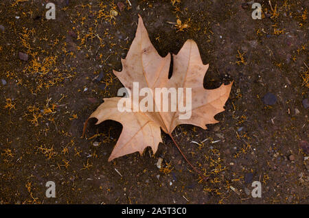 Platanus x hispanica gefallenen Blätter im Herbst. Oromana Park, Alcalá de Guadaira, Sevilla, Spanien Stockfoto