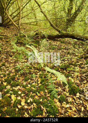 Farne im Herbst auf einem Surrey Waldboden mit Laub und Ändern von Laub, Kent, England, Vereinigtes Königreich, Europa Stockfoto