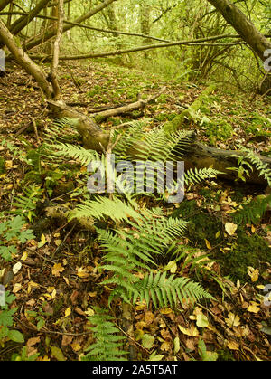 Farne im Herbst auf einem Surrey Waldboden mit Laub und Ändern von Laub, Kent, England, Vereinigtes Königreich, Europa Stockfoto