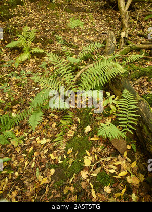 Farne im Herbst auf einem Surrey Waldboden mit Laub und Ändern von Laub, Kent, England, Vereinigtes Königreich, Europa Stockfoto