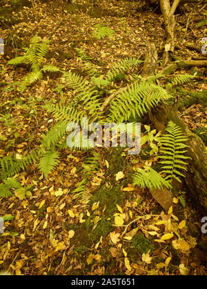 Farne im Herbst auf einem Surrey Waldboden mit Laub und Ändern von Laub, Kent, England, Vereinigtes Königreich, Europa Stockfoto