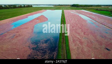 Luftaufnahme der Ernte von roten Cranberries floating in einem überschwemmten cranberry Marsh im Herbst auf einem Bauernhof außerhalb Wisconsin Rapids, Wisconsin, USA Stockfoto