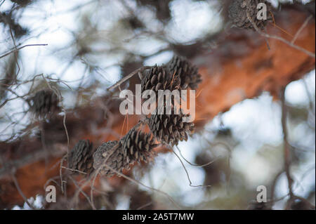 Green mountain pine Pinus mugo closeup mit jungen Kegel auf unscharfe Bunte Herbst Wald Hintergrund mit schönen Bokeh. Thema Weihnachten Stockfoto