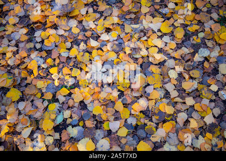 Blätter der Birke, Herbst, Verdorrte, gelblich, auf dem Boden liegen, Stockfoto