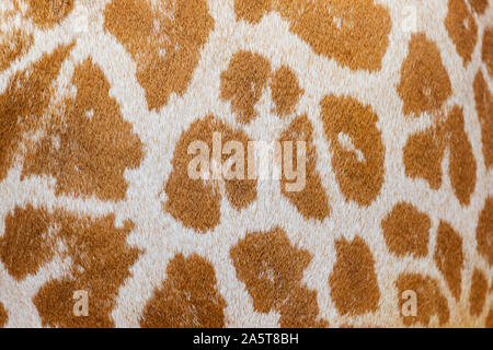 Gefleckte wolle Textur eines Afrikanischen Giraffe Stockfoto