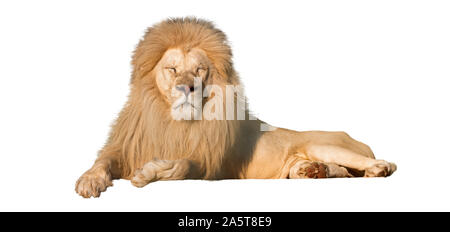 White Lion liegt mit geschlossenen Augen auf weißem Hintergrund Stockfoto