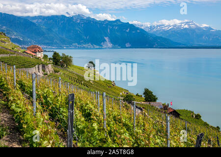 Weinberg in der Nähe von St. Saphorin am Ufer des Genfer Sees in der Schweiz. Stockfoto