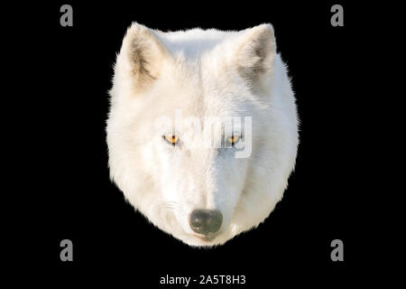 White Wolf Kopf auf einem schwarzen Hintergrund Stockfoto