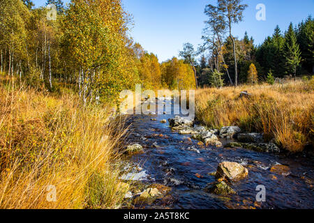 Belgien, Wallonien, das Hohe Venn, Hochmoor, in der Region Eifel und Ardennen, Naturpark Hohes Venn-Eifel, nordöstlich vom Baraque Michel, Bach, Stockfoto