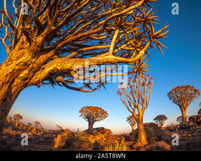Die Quivertree Forest bei Sonnenaufgang in der Nähe von Keetmanshoop in Namibia, Afrika. Stockfoto