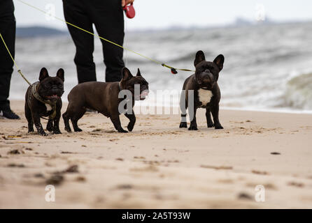 Drei Hunde spielen am Strand, Französische Bulldogge, Bornholm Stockfoto