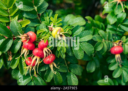 In der Nähe der Rose Pflanze mit großen Reife Hagebutten Früchte Stockfoto