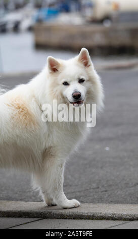 Schönen weißen Hund in den Hafen von Bornholm, Bulldog Stockfoto
