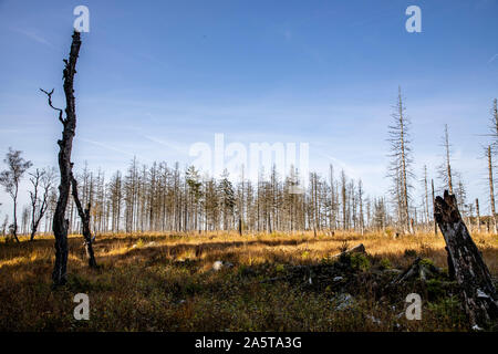 Belgien, Wallonien, das Hohe Venn, Hochmoor, in der Region Eifel und Ardennen, Naturpark Hohes Venn-Eifel, nordöstlich vom Baraque Michel, abgestorben Stockfoto