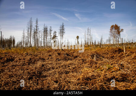 Belgien, Wallonien, das Hohe Venn, Hochmoor, in der Region Eifel und Ardennen, Naturpark Hohes Venn-Eifel, nordöstlich vom Baraque Michel, abgestorben Stockfoto