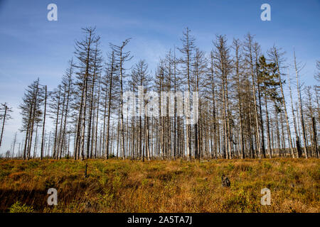 Belgien, Wallonien, das Hohe Venn, Hochmoor, in der Region Eifel und Ardennen, Naturpark Hohes Venn-Eifel, nordöstlich vom Baraque Michel, abgestorben Stockfoto