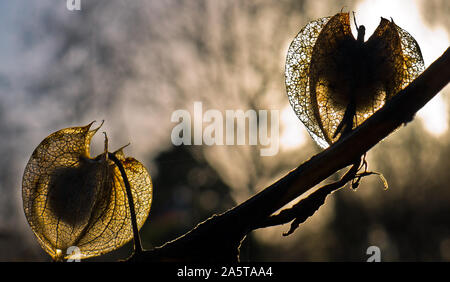 Sonnenuntergang hinter Blumen, Blüten, in der Sonne im Winter. Stockfoto