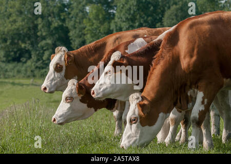 Kühe stehen in der Zeile essen Gras auf der Wiese Stockfoto